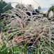 Міскантус 'Flamingo' / Miscanthus sinensis 'Flamingo' 0080 фото 2