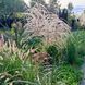 Міскантус 'Flamingo' / Miscanthus sinensis 'Flamingo' 0080 фото 1