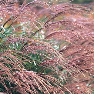 Міскантус 'Krater' / Miscanthus sinensis 'Krater' 0082 фото