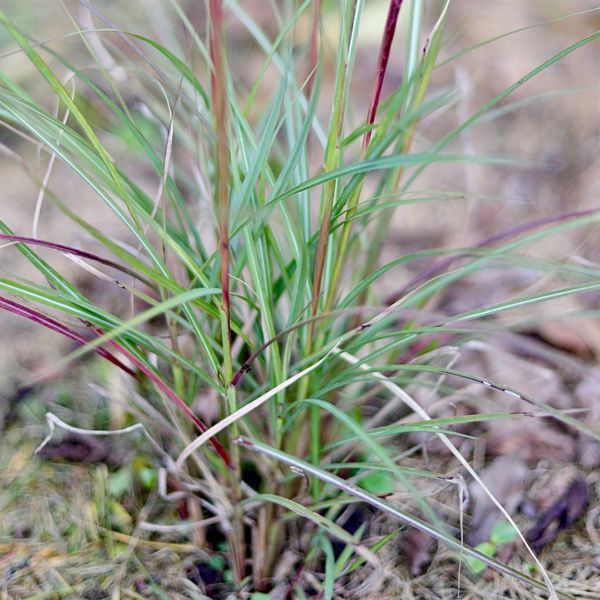 Міскантус 'Red Chief' / Miscanthus sinensis 'Red Chief' 0083 фото