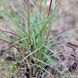 Міскантус 'Red Chief' / Miscanthus sinensis 'Red Chief' 0083 фото 2