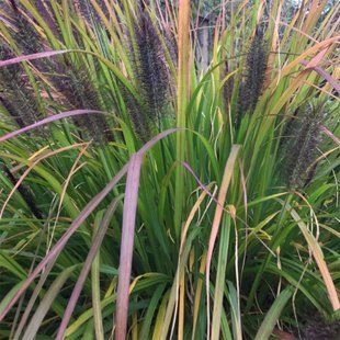Пенісетум  'Black Beauty' / Pennisetum alopecuroides 'Black Beauty' 0085 фото