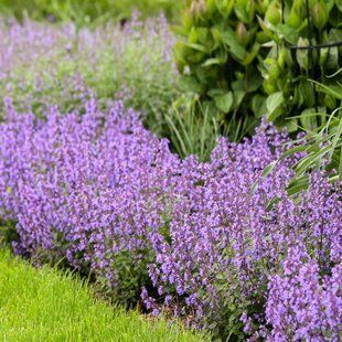 Котовник Фассена 'Cat's Pajamas' / Nepeta x faassenii 'Cat's Pajamas' 0042 фото