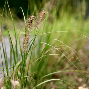 Пенісетум 'Cassian' / Pennisetum alopecuroides 'Cassian' 0086 фото