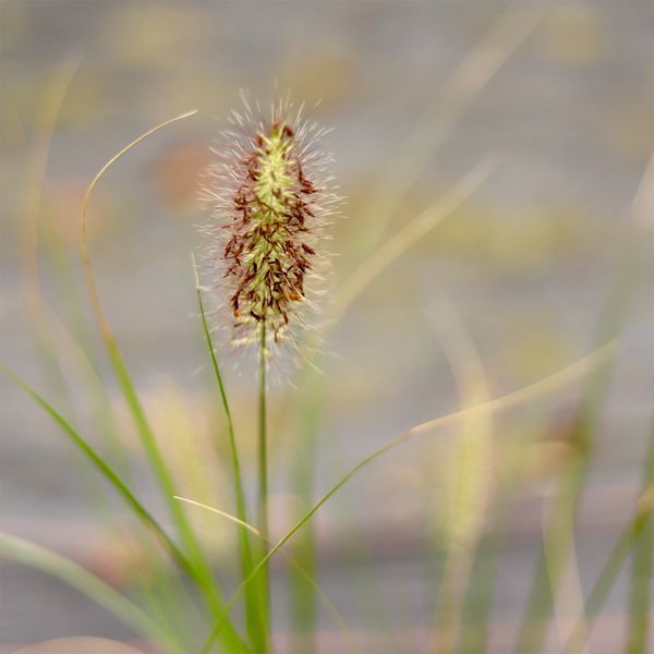 Пенісетум 'Cassian' / Pennisetum alopecuroides 'Cassian' 0086 фото