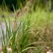 Пенісетум 'Cassian' / Pennisetum alopecuroides 'Cassian' 0086 фото 1