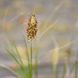 Пенісетум 'Cassian' / Pennisetum alopecuroides 'Cassian' 0086 фото 2