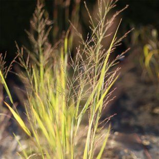 Просо 'Dallas Blues' / Panicum virgatum 'Dallas Blues' 0093 фото