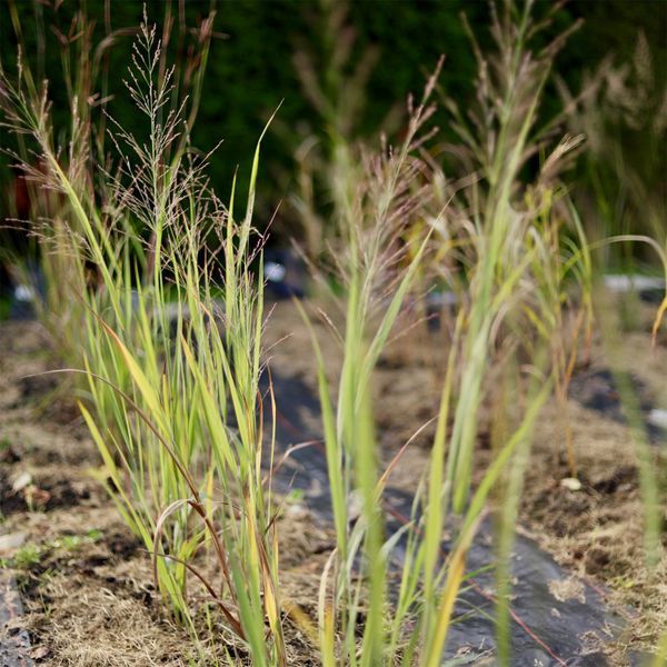 Просо 'Dallas Blues' / Panicum virgatum 'Dallas Blues' 0093 фото