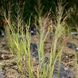 Просо 'Dallas Blues' / Panicum virgatum 'Dallas Blues' 0093 фото 2