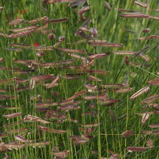 Бутелуа граційна / Bouteloua gracilis 0095 фото