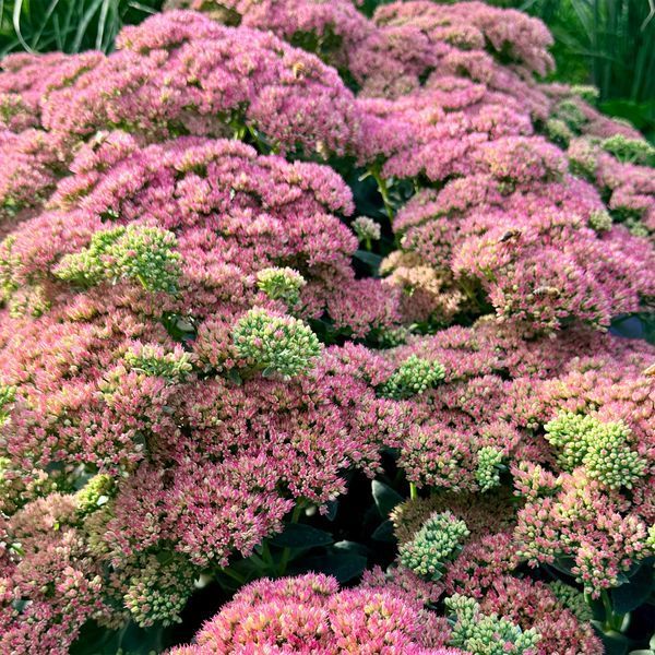 Очиток видний 'Autumn Joy' / Sedum spectabile 'Autumn Joy' 0046 фото