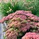 Очиток видний 'Autumn Joy' / Sedum spectabile 'Autumn Joy' 0046 фото 1