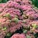 Очиток видний 'Autumn Joy' / Sedum spectabile 'Autumn Joy' 0046 фото 2